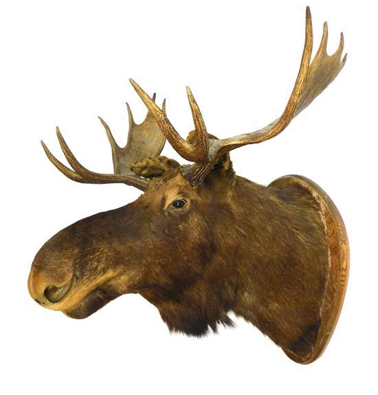 A Taxidermy Study Of A Moose, Sold £1,700